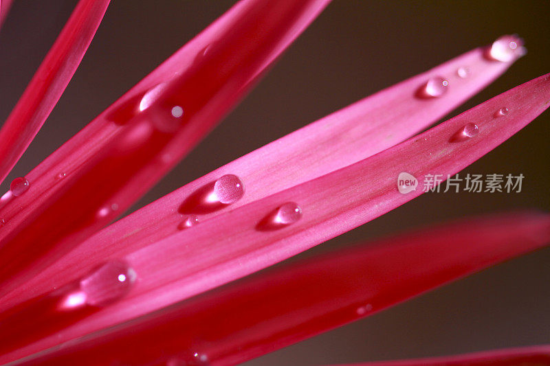 靠近粉红花瓣非洲菊与露珠上