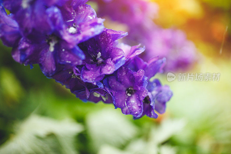 雨后的蓝花