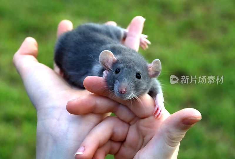 灰色的老鼠在男孩的手中玩耍