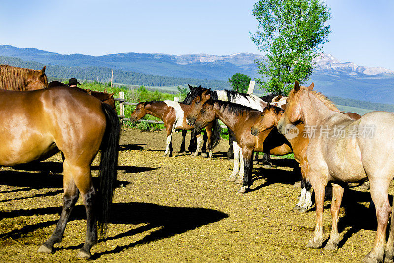 动物:美丽的马在畜栏。洛矶山脉的背景。