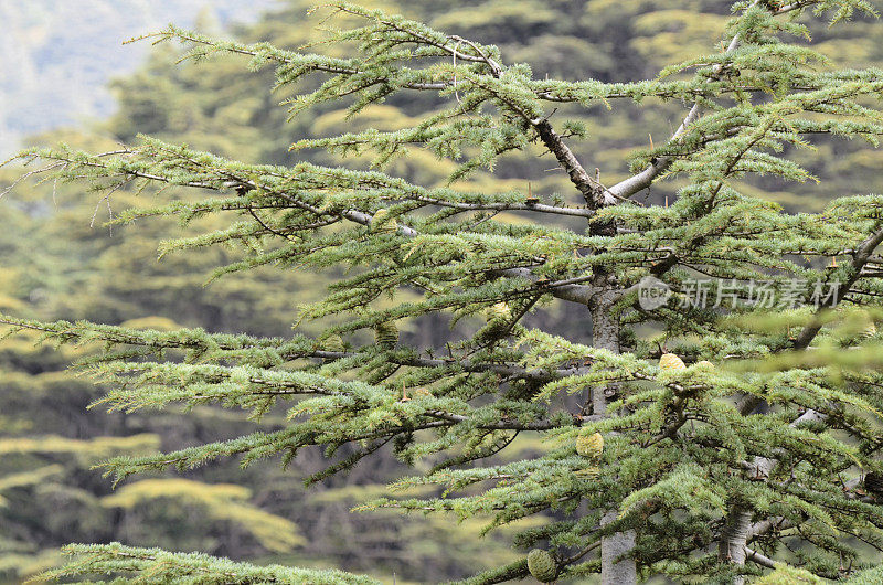 黎巴嫩的香柏树