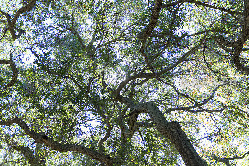 加利福尼亚(美国)橡树树冠