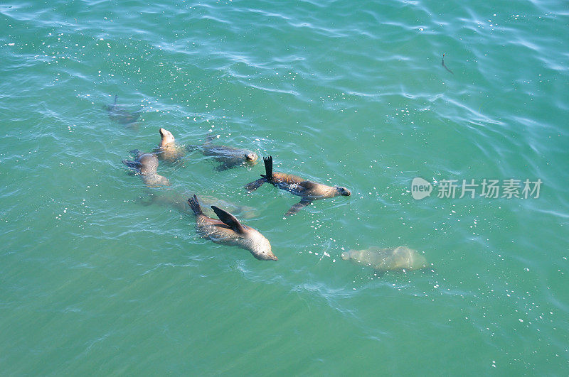 圣克鲁斯附近蒙特利湾顽皮的海狮