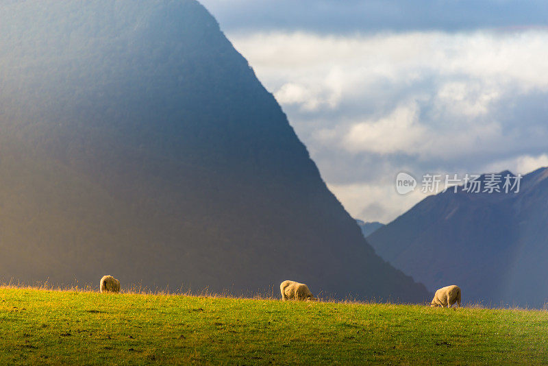 新西兰绵羊农场和山区背景。