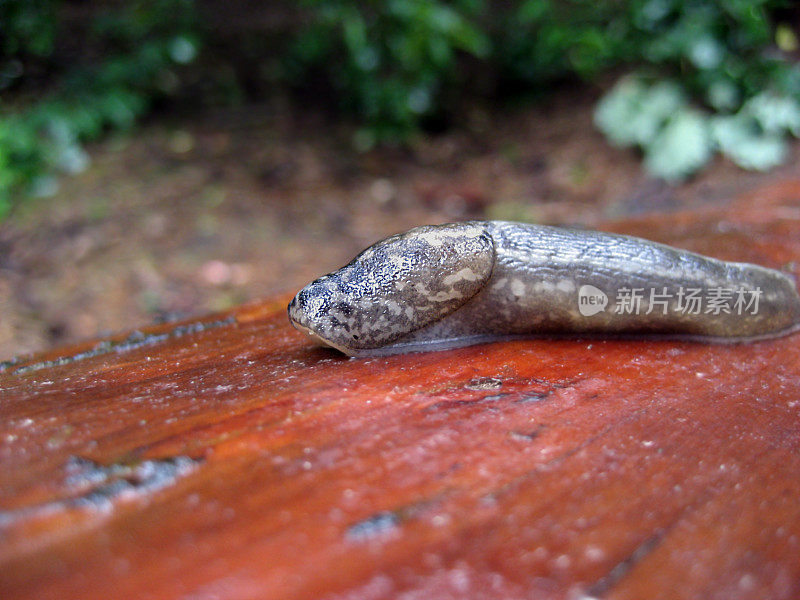 limax马克西姆斯