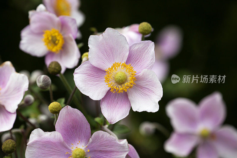 近距离的日本银莲花花。