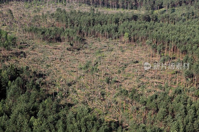 森林被风暴摧毁