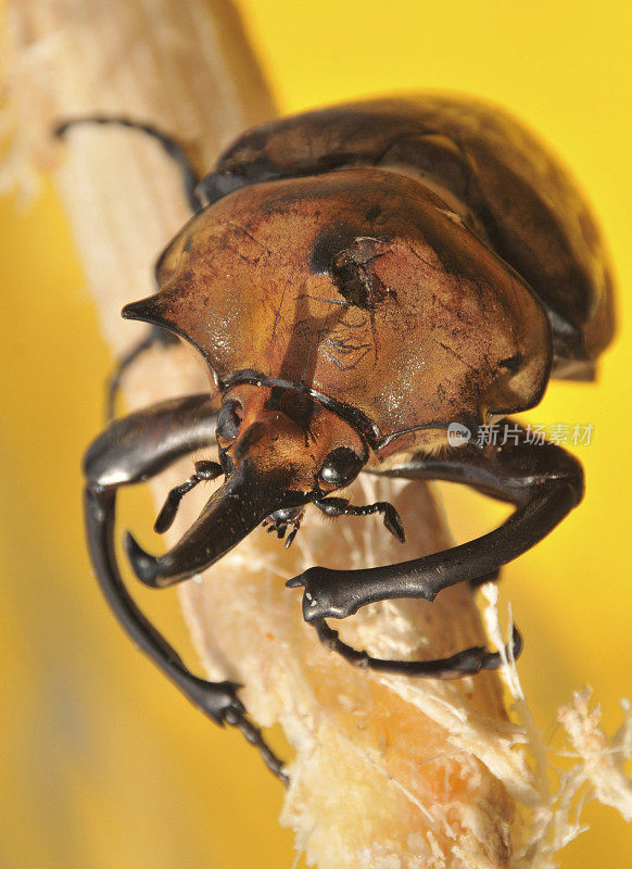 大力士甲虫，哥斯达黎加