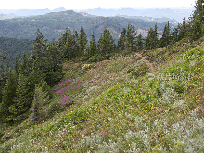 山森林花徒步旅行路线西部俄勒冈烟地平线烟