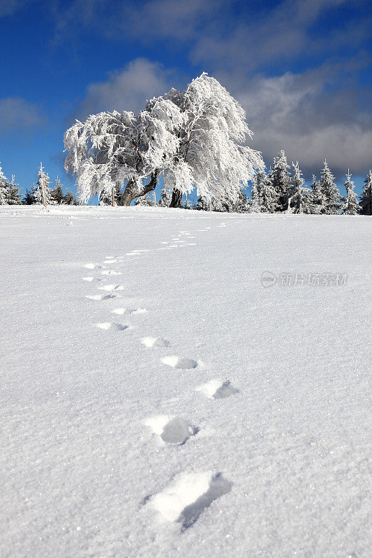 雪地上的脚印