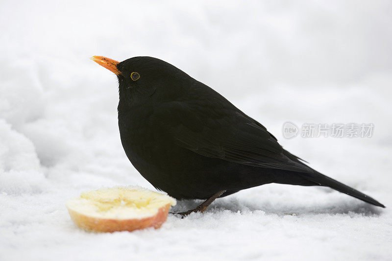 雪中的黑鸟