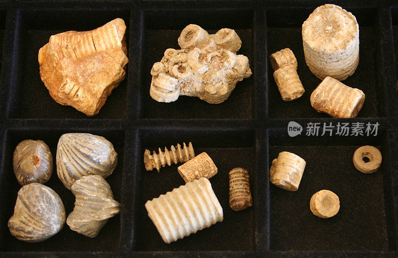 化石收藏