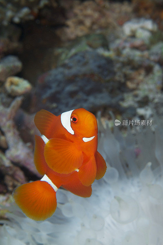 刺颊海葵鱼