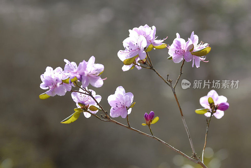 背光下的粉色花朵