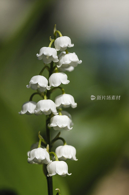 铃兰的山谷白花