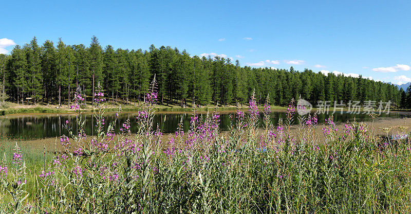 阿尔卑斯山的风景和杂草的全景