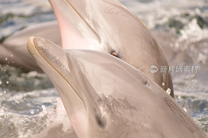 海豚在夏威夷