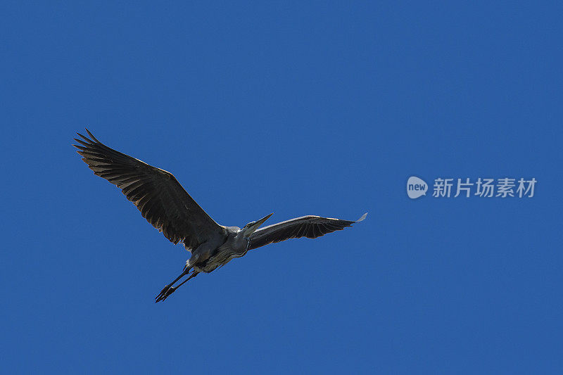 大蓝鹭从巢中飞出来