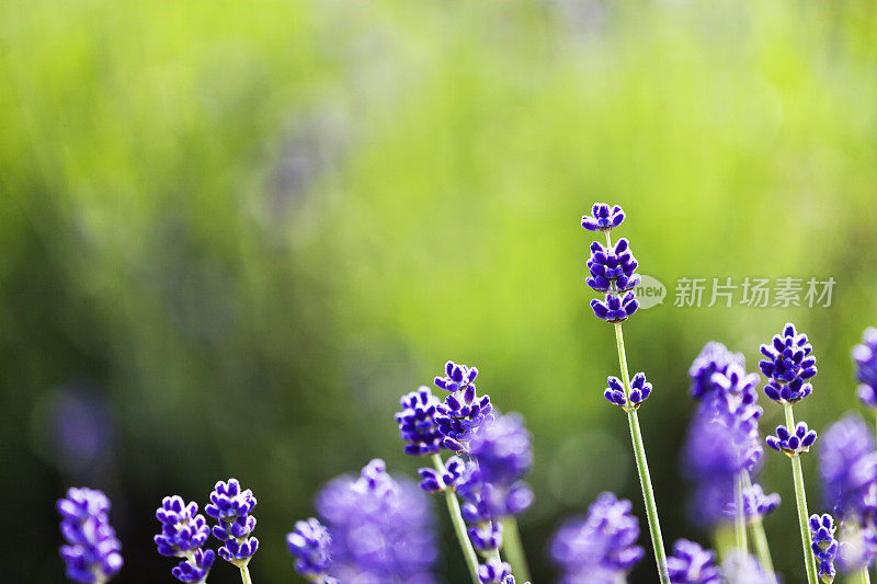 田野里的薰衣草