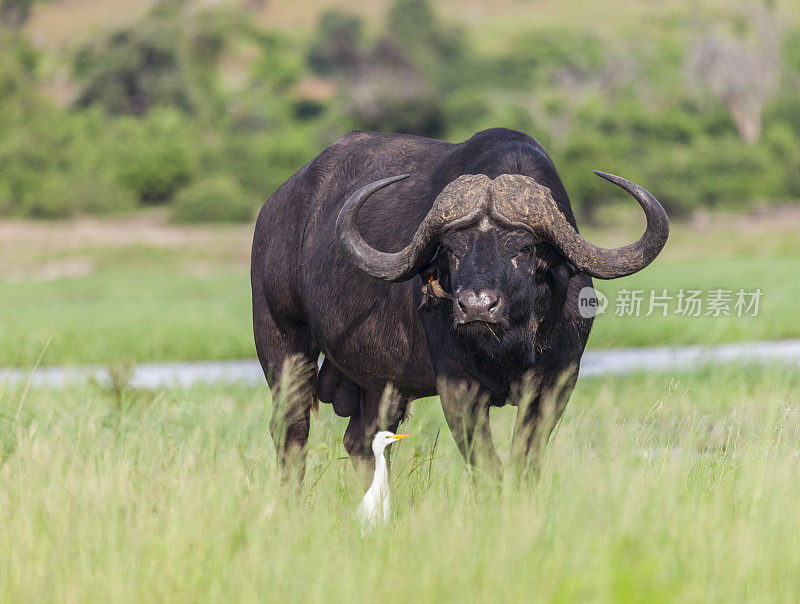 水牛与牛白鹭和红嘴牛椋鸟，chobe_n.p.。、博茨瓦纳