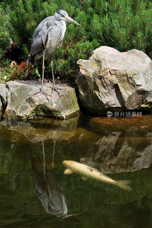 鹤在京都花园等鲤鱼