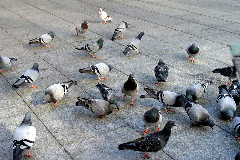 巴塞罗那人行道上的鸽子