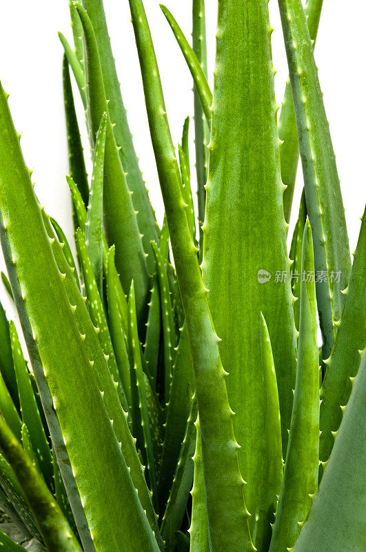 芦荟植物