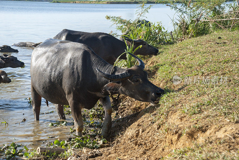 在越南香河边吃草的水牛