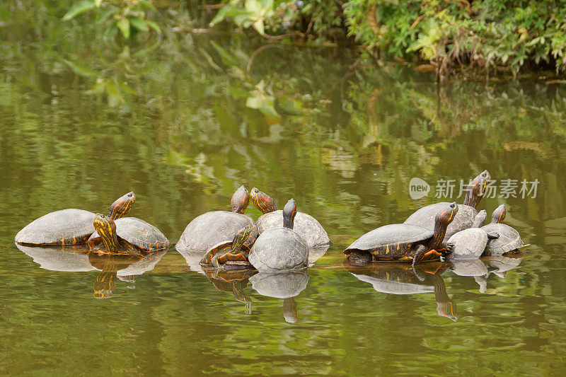 红耳滑块