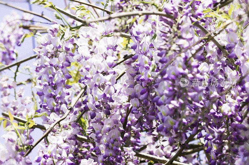 悬挂紫藤与紫色的花
