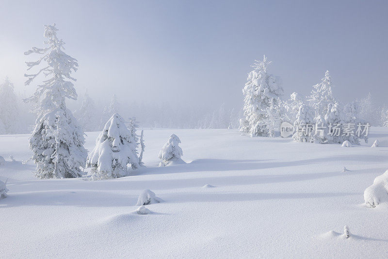 冬季景观与雪覆盖云杉和酝酿暴风雪