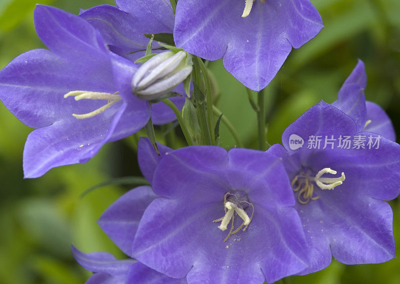 花园Campanula