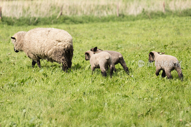 草地上三只小羊羔跟着母羊