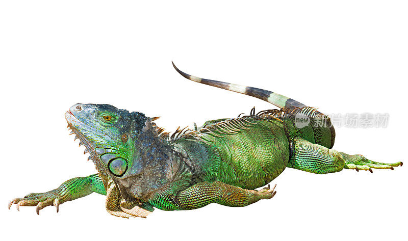 绿色鬣蜥与剪辑路径在白色的背景