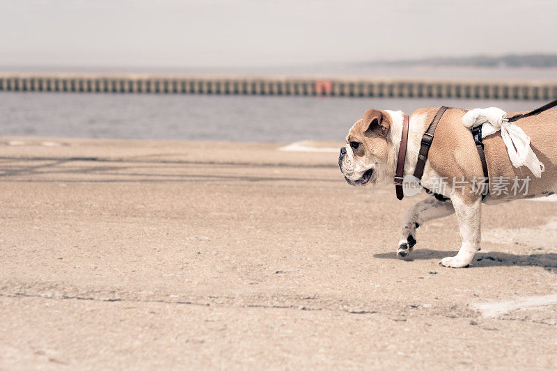 英国牛头犬走