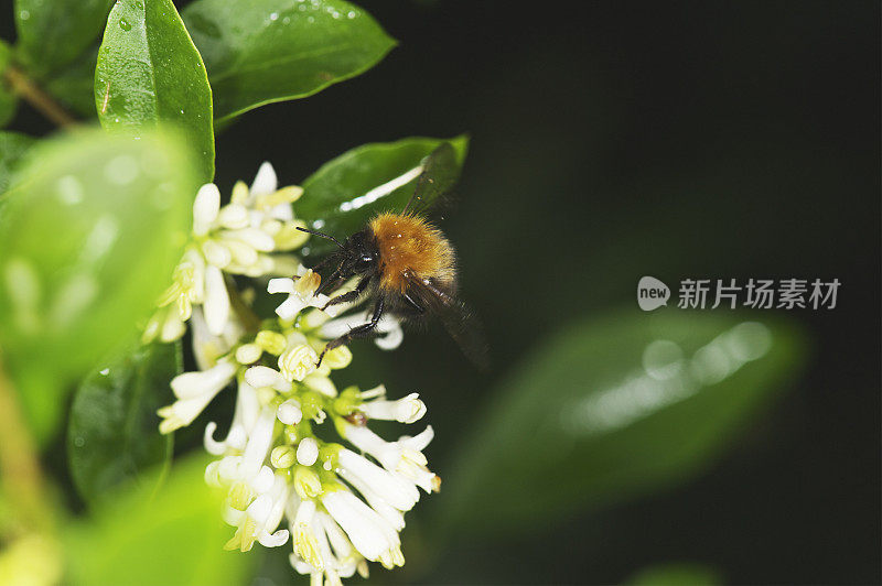 雨后大黄蜂正在白花上采集花粉