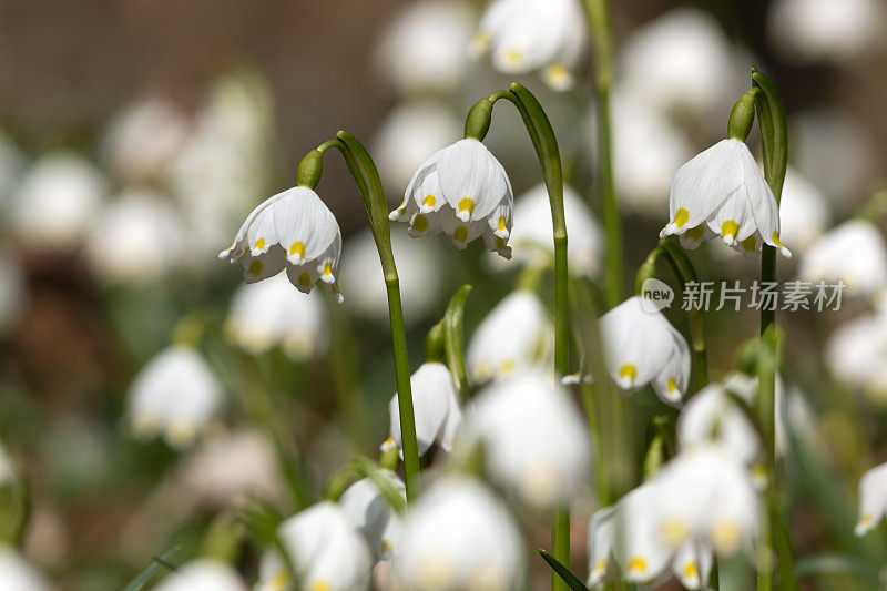 白花，叫春雪花