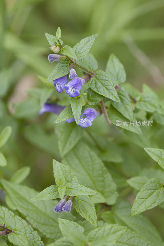 黄芩(黄芩)