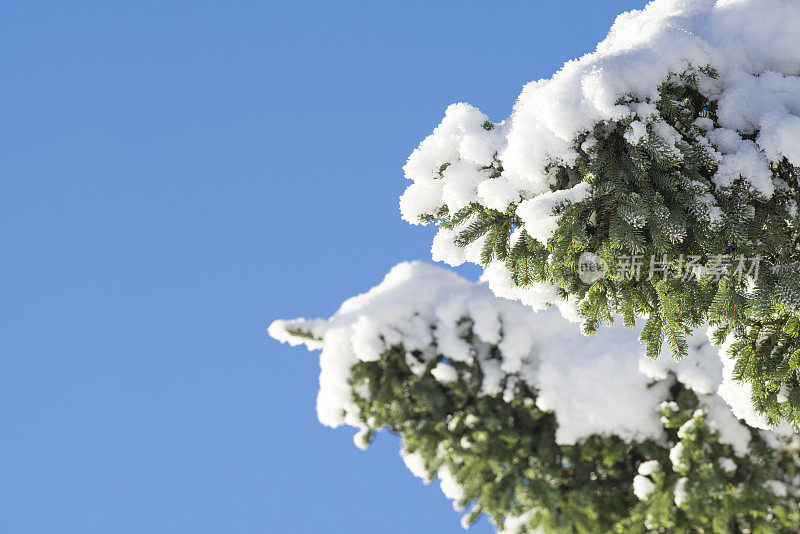 雪覆盖着云杉的树枝