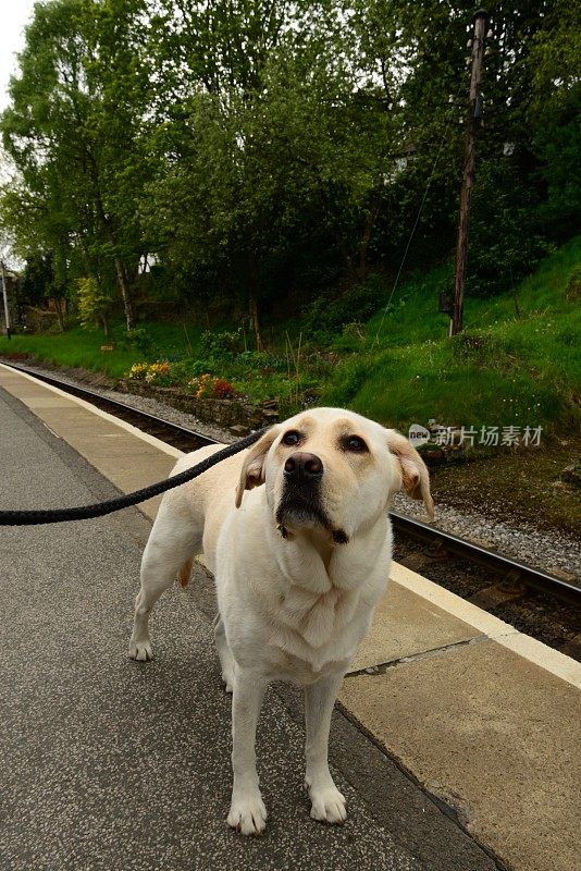 拉布拉多寻回犬