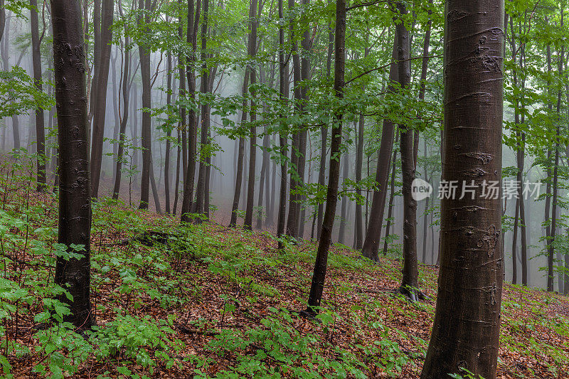 秋天的森林笼罩在雾中