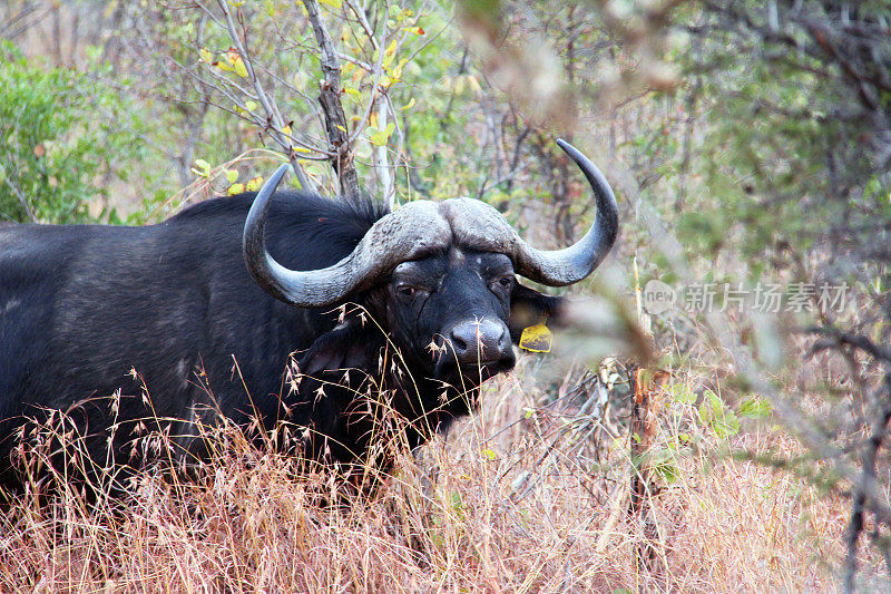 南非:克鲁格国家公园的非洲水牛