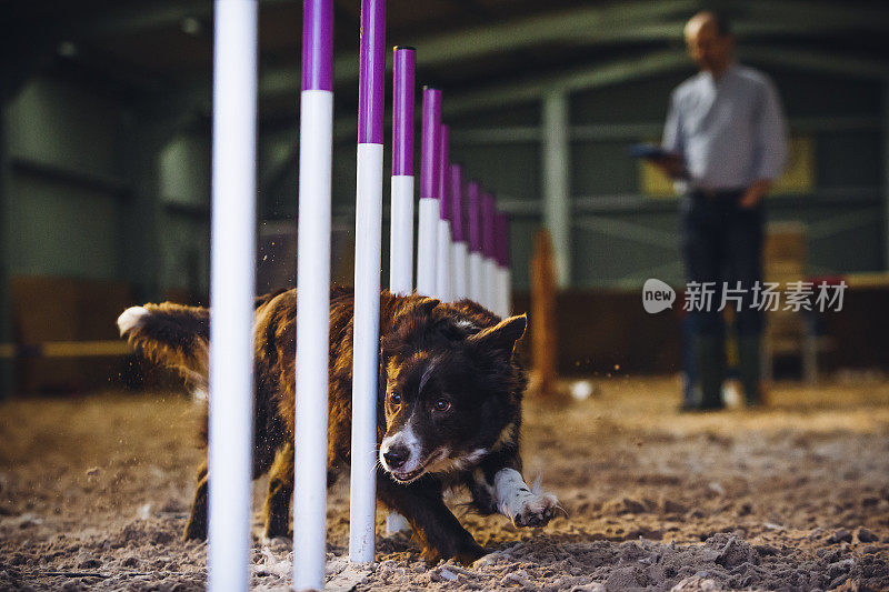 博德牧羊犬敏捷性测试