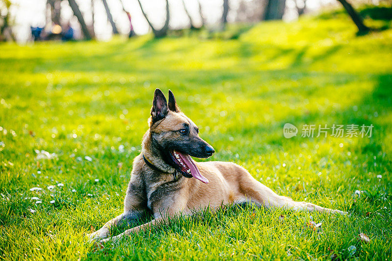 美丽的雄性比利时玛利诺犬-比利时牧羊犬