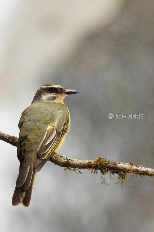 Golden-crowned捕蝇草