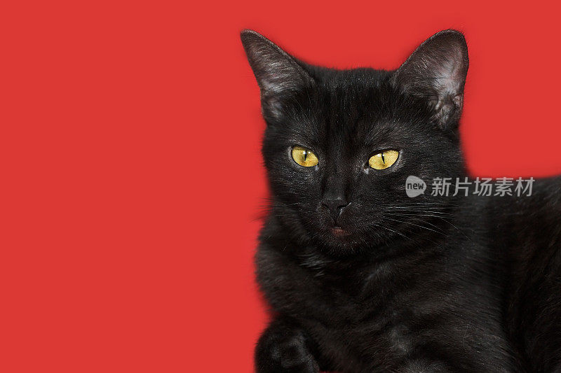 红色背景上的黑猫