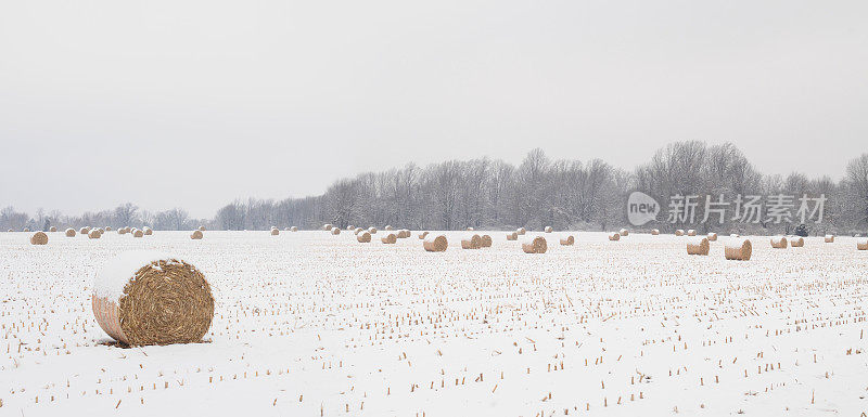 雪地里的圆玉米