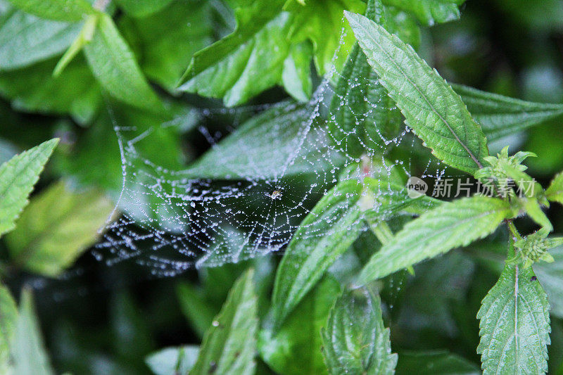 印度尼西亚:弗洛雷斯的拉那米斯湖