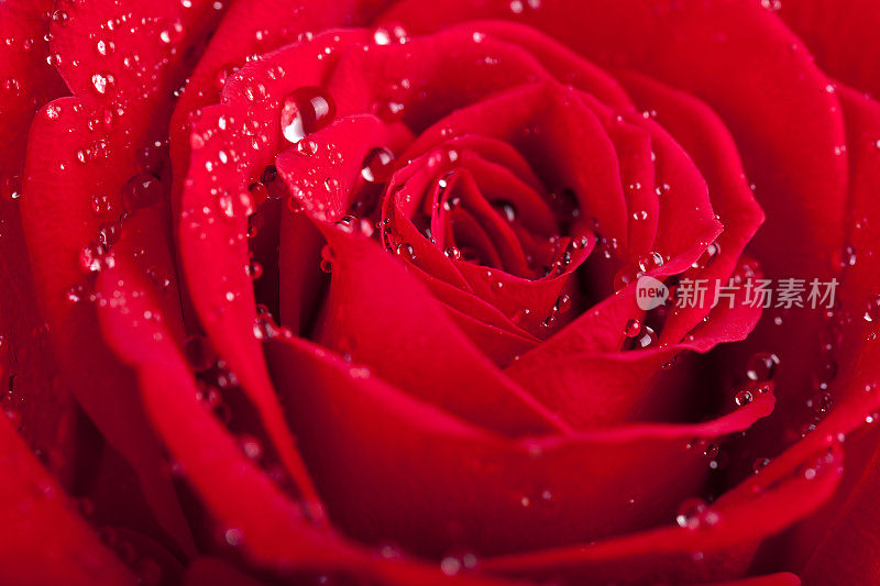 浪漫的带露珠的红玫瑰