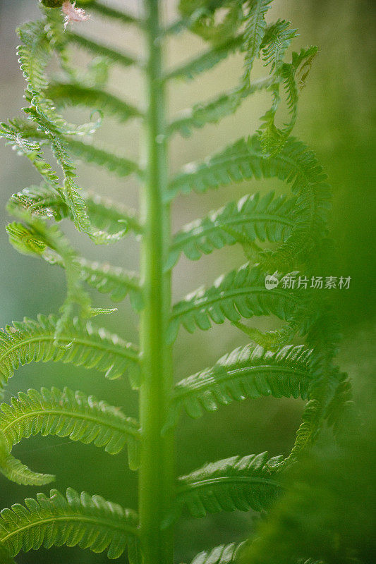 威斯康辛州的蕨类植物